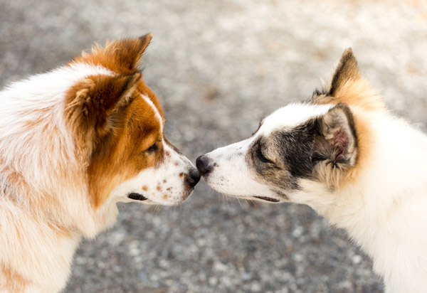 two dogs sniffing