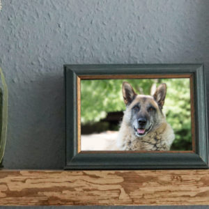 framed picture of a pet that died