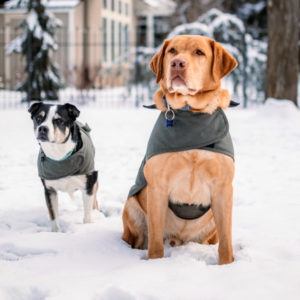 two dogs with winter coats on