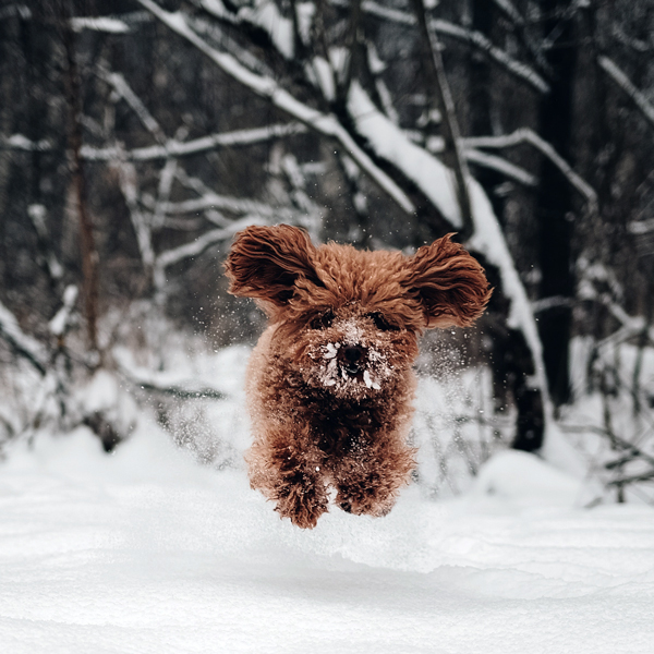 dog jumping in the snow